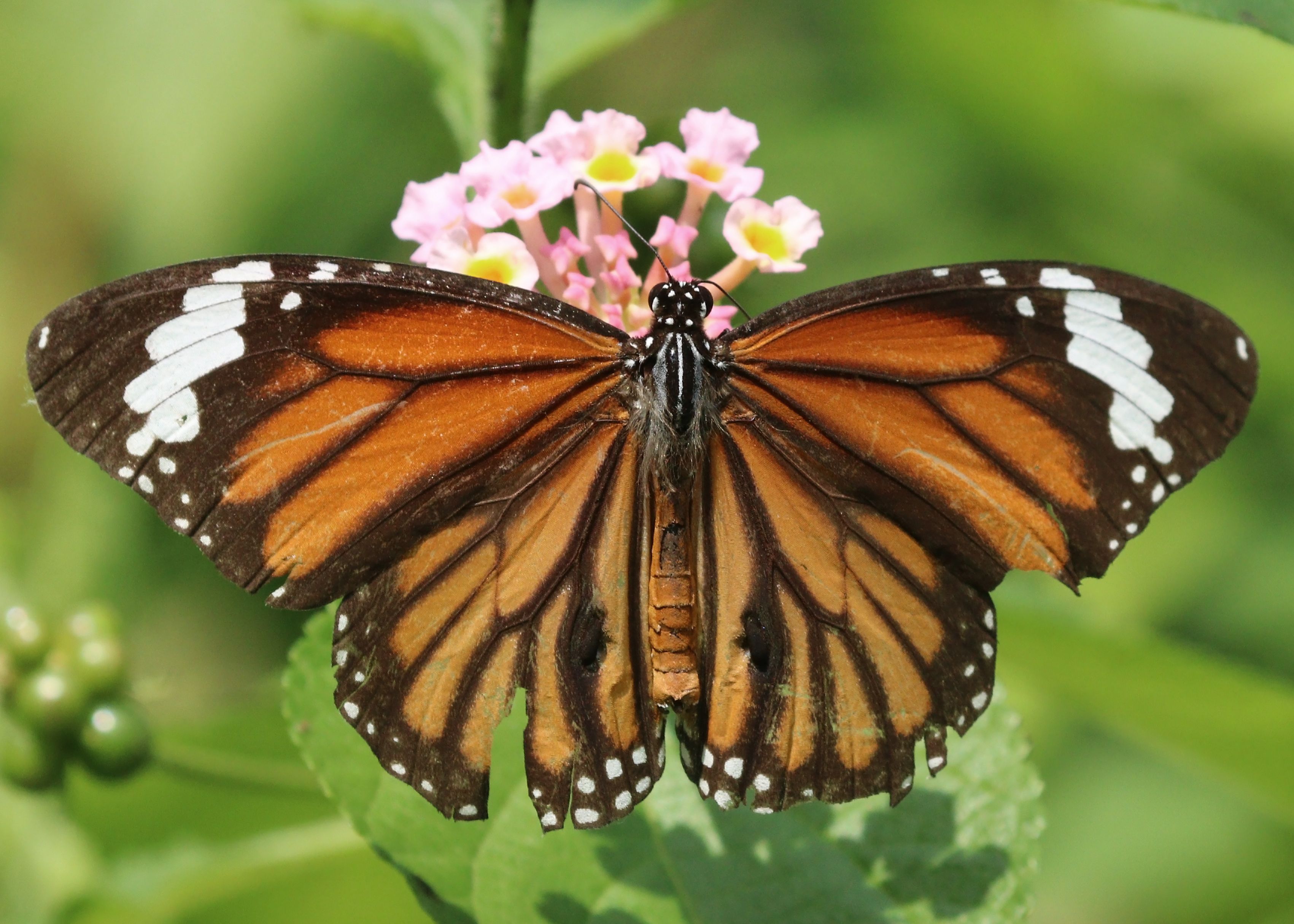 Common Tiger